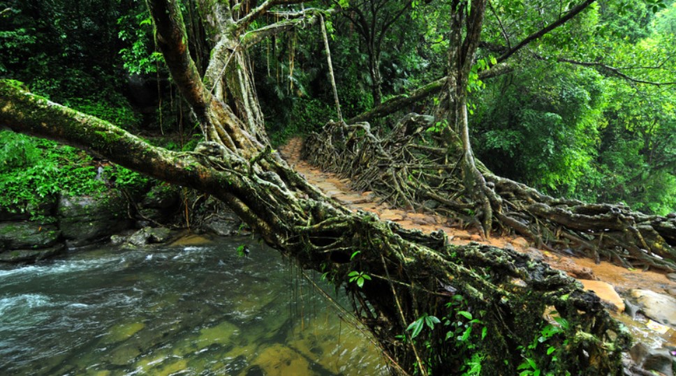 8 Incredible Facts About Northeast India That Will Amaze You! 3 Meghalaya’s living root bridges